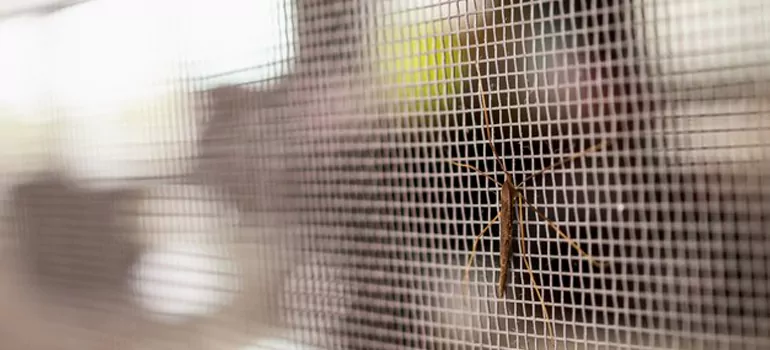 Repair Mosquito Mesh For Windows in Westchase, FL